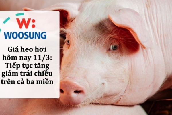 Giá heo hơi hôm nay 11/3: Tiếp tục tăng giảm trái chiều trên cả ba miền