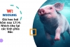 Giá heo hơi hôm nay 17/4: Nhích nhẹ tại các tỉnh phía Bắc