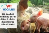Giá heo hơi hôm nay 20/4: Giảm ở nhiều địa phương trên cả nước
