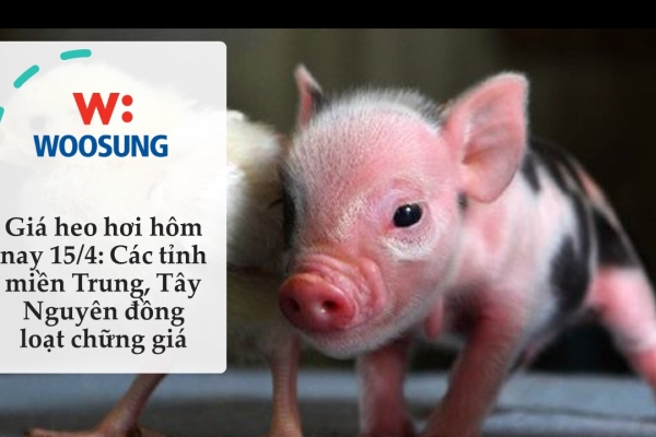 Giá heo hơi hôm nay 15/4: Các tỉnh miền Trung, Tây Nguyên đồng loạt chững giá
