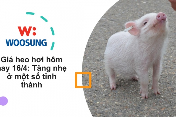 Giá heo hơi hôm nay 16/4: Tăng nhẹ ở một số tỉnh thành