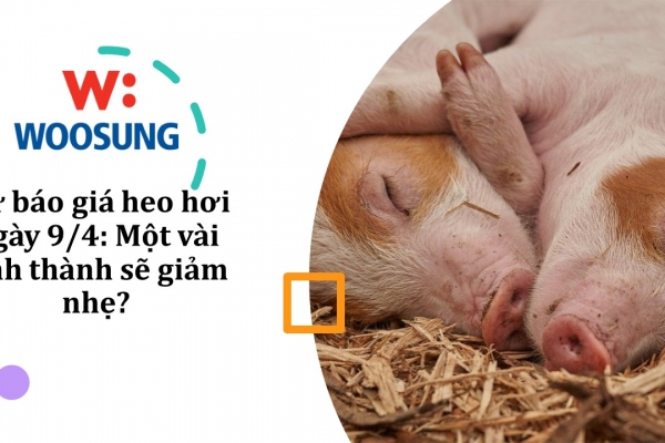 Dự báo giá heo hơi ngày 9/4: Một vài tỉnh thành sẽ giảm nhẹ?