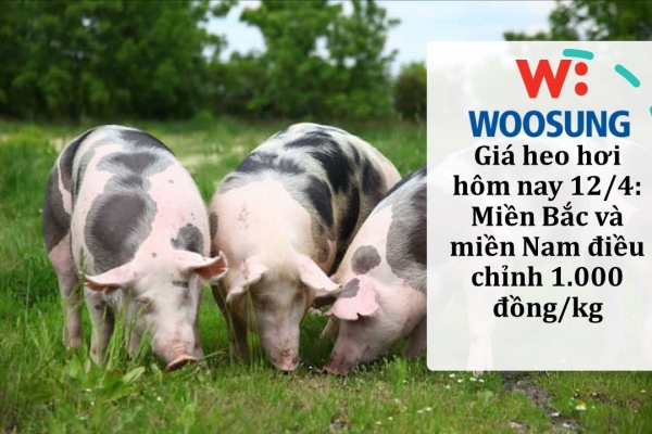 Giá heo hơi hôm nay 12/4: Miền Bắc và miền Nam điều chỉnh 1.000 đồng/kg