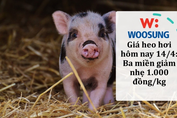 Giá heo hơi hôm nay 14/4: Ba miền giảm nhẹ 1.000 đồng/kg