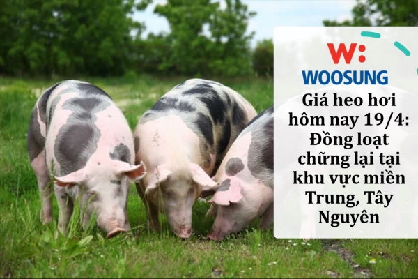 Giá heo hơi hôm nay 19/4: Đồng loạt chững lại tại khu vực miền Trung, Tây Nguyên
