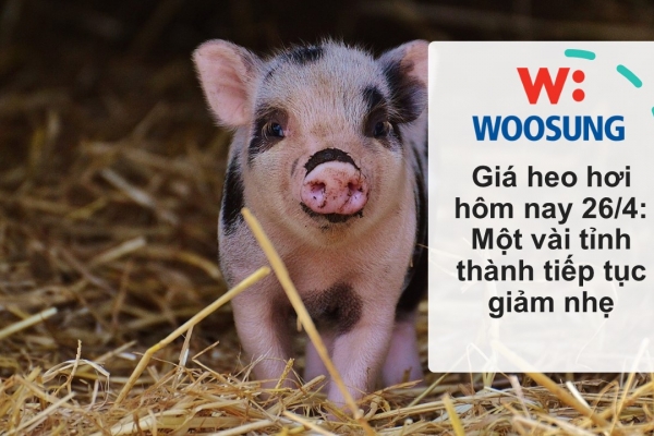 Tài chính cá nhân Giá heo hơi hôm nay 26/4: Một vài tỉnh thành tiếp tục giảm nhẹ