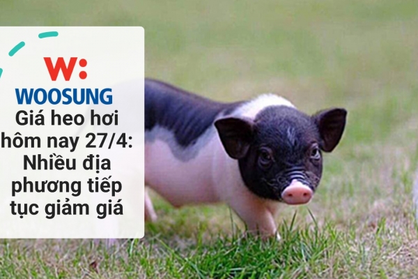 Giá heo hơi hôm nay 27/4: Nhiều địa phương tiếp tục giảm giá