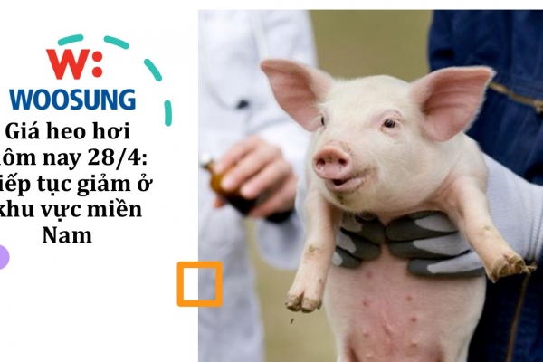 Giá heo hơi hôm nay 28/4: Tiếp tục giảm ở khu vực miền Nam