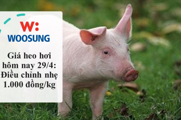 Giá heo hơi hôm nay 29/4: Điều chỉnh nhẹ 1.000 đồng/kg