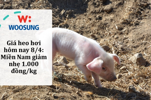Giá heo hơi hôm nay 8/4: Miền Nam giảm nhẹ 1.000 đồng/kg