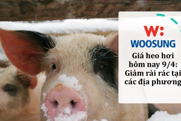 Giá heo hơi hôm nay 9/4: Giảm rải rác tại các địa phương