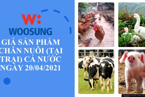 GIÁ SẢN PHẨM CHĂN NUÔI (TẠI TRẠI) CẢ NƯỚC NGÀY 20/04/2021