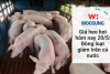Giá heo hơi hôm nay 20/5: Đồng loạt giảm trên cả nước