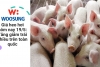 Giá heo hơi hôm nay 19/5: Tăng giảm trái chiều trên toàn quốc