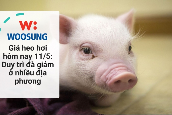 Giá heo hơi hôm nay 11/5: Duy trì đà giảm ở nhiều địa phương