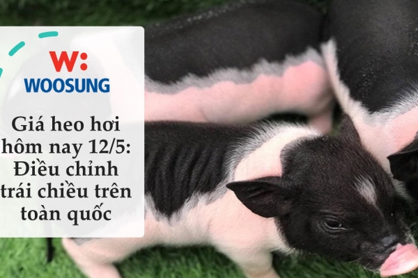 Giá heo hơi hôm nay 12/5: Điều chỉnh trái chiều trên toàn quốc