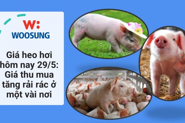 Giá heo hơi hôm nay 29/5: Giá thu mua tăng rải rác ở một vài nơi