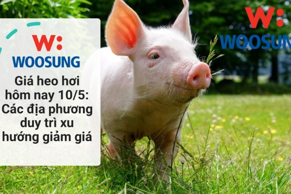 Giá heo hơi hôm nay 10/5: Các địa phương duy trì xu hướng giảm giá