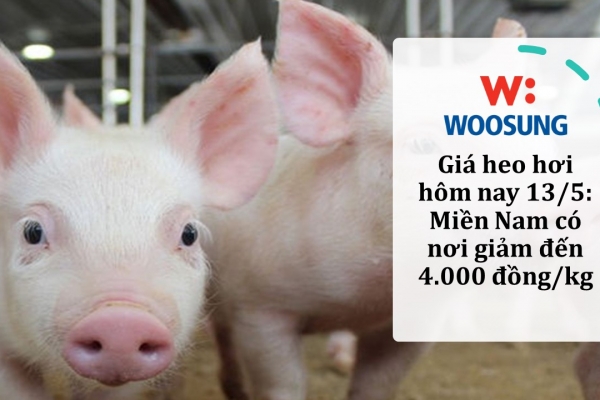 Giá heo hơi hôm nay 13/5: Miền Nam có nơi giảm đến 4.000 đồng/kg