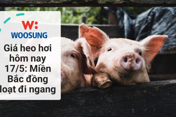 Giá heo hơi hôm nay 17/5: Miền Bắc đồng loạt đi ngang