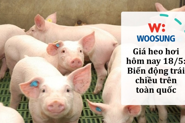 Giá heo hơi hôm nay 18/5: Biến động trái chiều trên toàn quốc