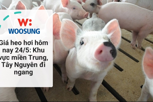Giá heo hơi hôm nay 24/5: Khu vực miền Trung, Tây Nguyên đi ngang