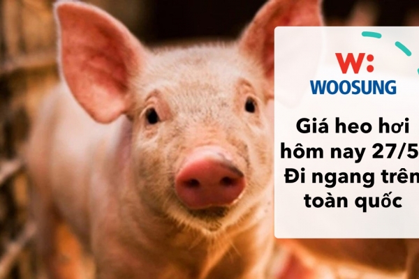 Giá heo hơi hôm nay 27/5: Đi ngang trên toàn quốc