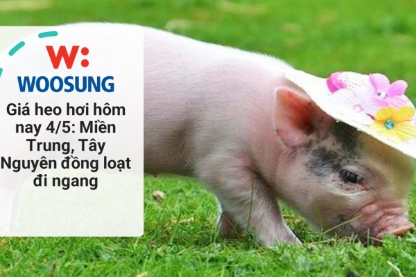Giá heo hơi hôm nay 4/5: Miền Trung, Tây Nguyên đồng loạt đi ngang