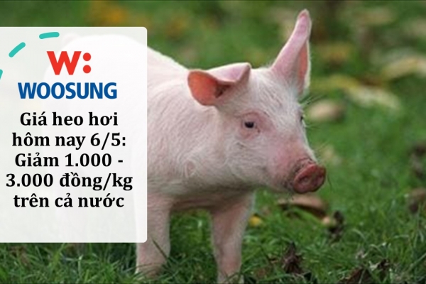 Giá heo hơi hôm nay 6/5: Giảm 1.000 - 3.000 đồng/kg trên cả nước