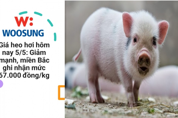 Giá heo hơi hôm nay 5/5: Giảm mạnh, miền Bắc ghi nhận mức 67.000 đồng/kg