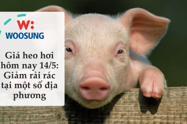Giá heo hơi hôm nay 14/5: Giảm rải rác tại một số địa phương