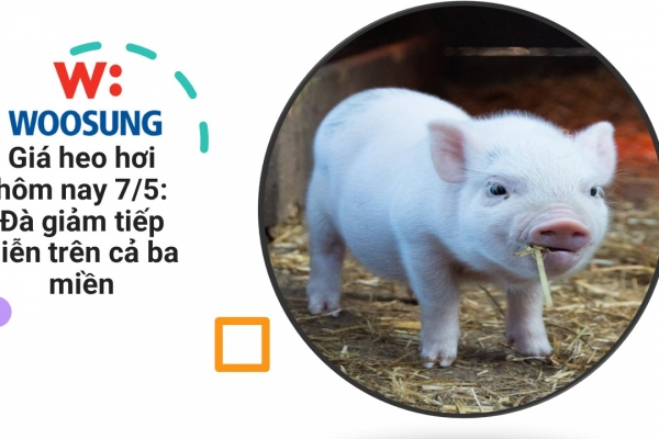 Giá heo hơi hôm nay 7/5: Đà giảm tiếp diễn trên cả ba miền