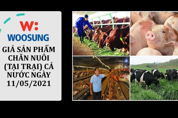 GIÁ SẢN PHẨM CHĂN NUÔI (TẠI TRẠI) CẢ NƯỚC NGÀY 11/05/2021