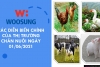 CÁC DIỄN BIẾN CHÍNH CỦA THỊ TRƯỜNG CHĂN NUÔI NGÀY 01/06/2021