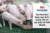Giá heo hơi hôm nay 8/6: Giảm rải rác tại một số tỉnh thành