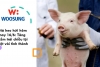 Giá heo hơi hôm nay 16/6: Tăng giảm trái chiều tại một vài tỉnh thànhGiá heo hơi hôm nay 16/6: Tăng giảm trái chiều tại một vài tỉnh thành
