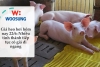 Giá heo hơi hôm nay 22/6: Nhiều tỉnh thành tiếp tục có giá đi ngang