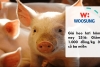 Giá heo hơi hôm nay 25/6: Giảm 1.000 đồng/kg ở cả ba miền