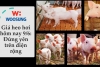 Tài chính cá nhân Giá heo hơi hôm nay 9/6: Đứng yên trên diện rộng