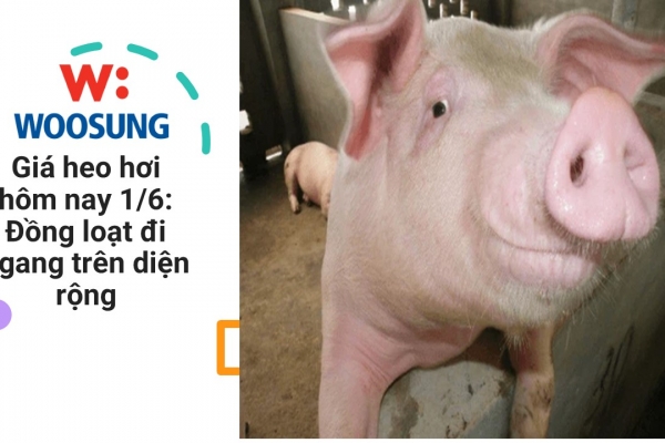 Giá heo hơi hôm nay 1/6: Đồng loạt đi ngang trên diện rộng