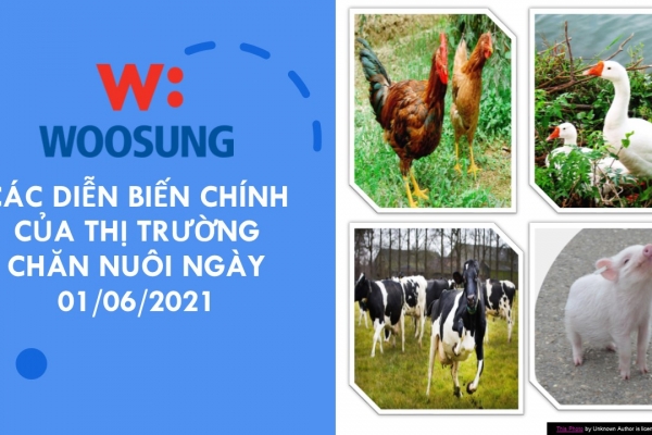 CÁC DIỄN BIẾN CHÍNH CỦA THỊ TRƯỜNG CHĂN NUÔI NGÀY 01/06/2021