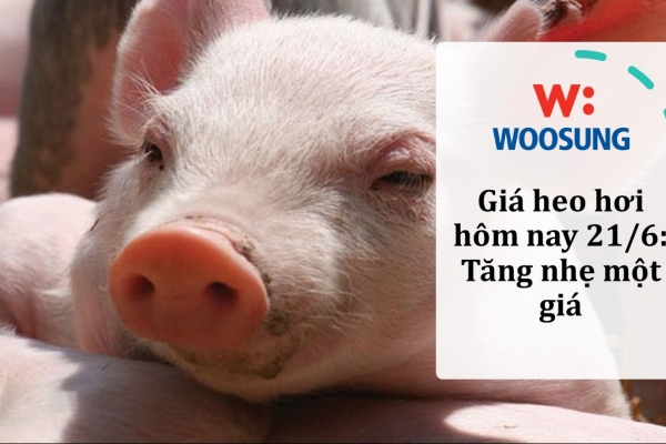 Giá heo hơi hôm nay 21/6: Tăng nhẹ một giá