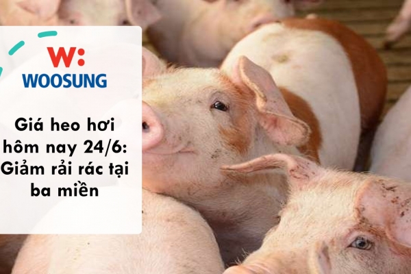 Giá heo hơi hôm nay 24/6: Giảm rải rác tại ba miền