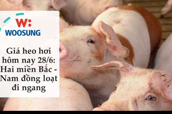 Giá heo hơi hôm nay 28/6: Hai miền Bắc - Nam đồng loạt đi ngang