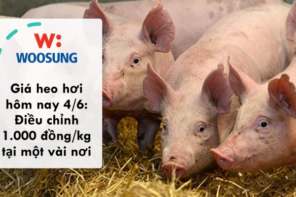 Giá heo hơi hôm nay 4/6: Điều chỉnh 1.000 đồng/kg tại một vài nơi