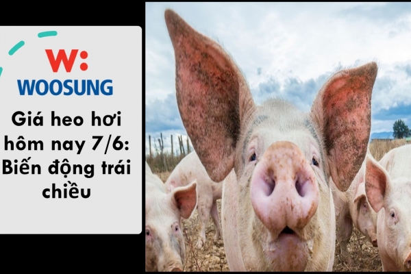 Giá heo hơi hôm nay 7/6: Biến động trái chiều