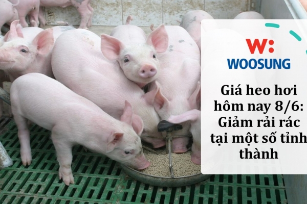 Giá heo hơi hôm nay 8/6: Giảm rải rác tại một số tỉnh thành