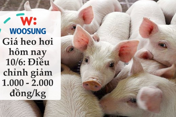 Giá heo hơi hôm nay 10/6: Điều chỉnh giảm 1.000 - 2.000 đồng/kg