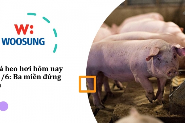 Giá heo hơi hôm nay 11/6: Ba miền đứng im