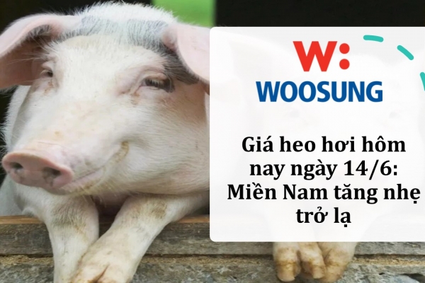 Giá heo hơi hôm nay ngày 14/6: Miền Nam tăng nhẹ trở lạ